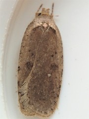 Agonopterix canadensis