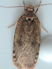 Agonopterix clemensella
