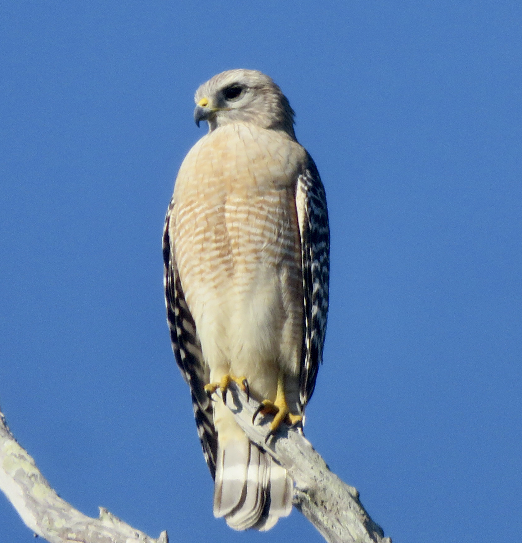 Florida Red-shouldered Hawk (Subspecies Buteo lineatus extimus) ·  iNaturalist