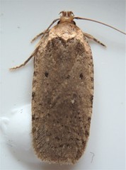 Agonopterix nigrinotella