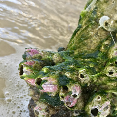 Megabalanus tintinnabulum