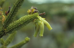 Erica brachialis