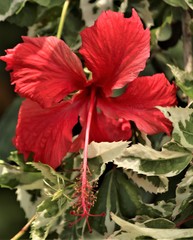 Hibiscus × archeri