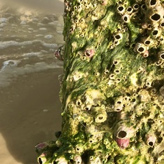 Megabalanus tintinnabulum