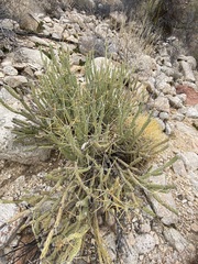 Cylindropuntia tesajo