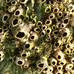 Megabalanus tintinnabulum