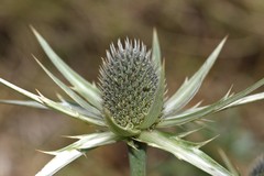Eryngium alternatum