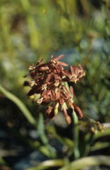 Codonorhiza micrantha