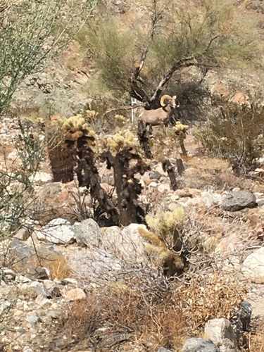 iNaturalist observation photo of Desert Bighorn Sheep