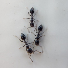 Monomorium minimum