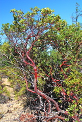 Arctostaphylos hispidula