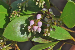 Arctostaphylos hispidula