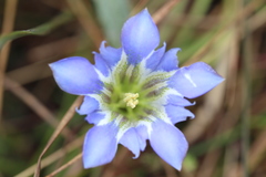 Gentiana bicuspidata