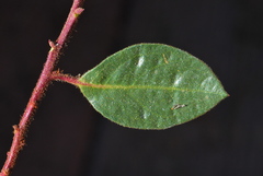 Arctostaphylos hispidula