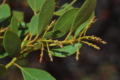 Arctostaphylos hispidula