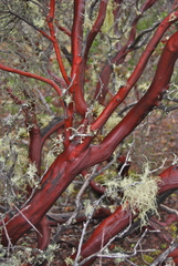 Arctostaphylos hispidula