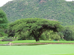 Vachellia sieberiana