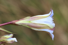 Gentiana bicuspidata