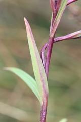 Gentiana bicuspidata