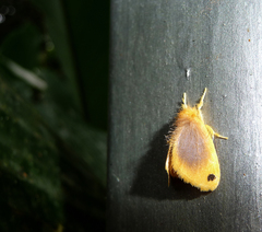 Artaxa nubilosa