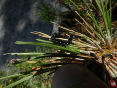 Gilpinia socia