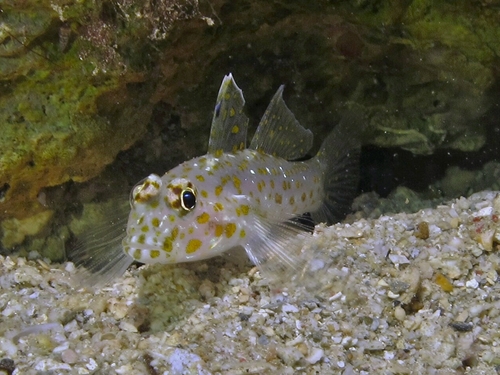 Pallid sandgoby (Fusigobius pallidus) — Gobiidae — 3