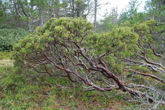 Arctostaphylos hispidula