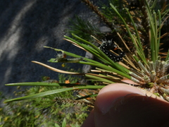 Gilpinia socia