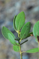 Arctostaphylos hispidula
