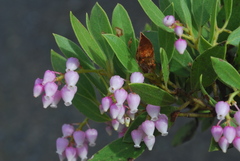 Arctostaphylos hispidula