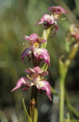Disperis paludosa