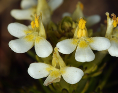 Triphysaria floribunda