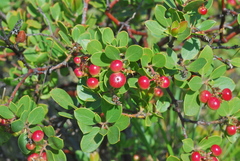 Arctostaphylos hispidula