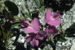 Podalyria oleifolia