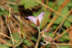 Geranium seemannii