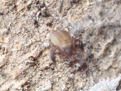 Rhacochelifer maculatus