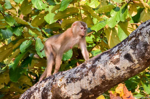 Southern Pig-tailed Macaque, photo 7 of 9