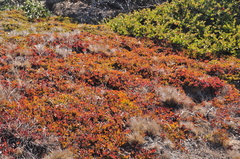 Arctostaphylos hookeri hearstiorum