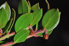 Arctostaphylos hookeri hearstiorum
