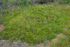 Arctostaphylos hookeri hearstiorum