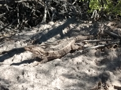 Liolaemus wiegmannii