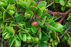 Arctostaphylos hookeri hearstiorum