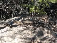 Liolaemus wiegmannii