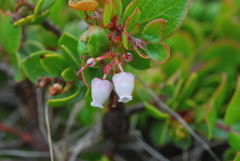 Arctostaphylos hookeri hearstiorum