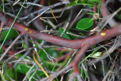 Arctostaphylos hookeri hearstiorum