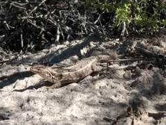 Liolaemus wiegmannii