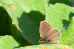 Eicochrysops messapus