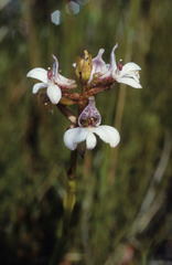 Satyrium rhynchanthum