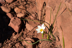 Romulea flava