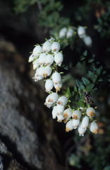 Erica marifolia